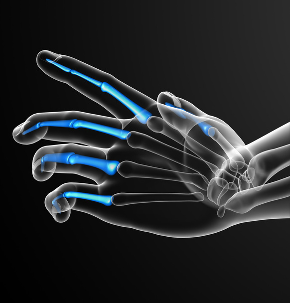3d render illustration of the human phalanges hand  - Photo, Image