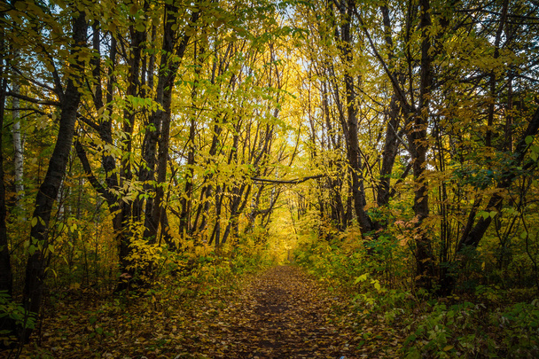 Path to the autumn forest - Φωτογραφία, εικόνα