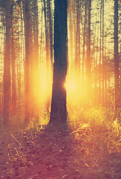 piękny zachód słońca w lesie - Zdjęcie, obraz