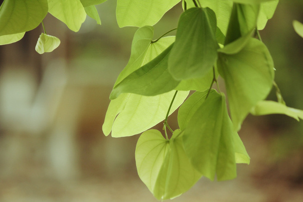 зелене листя навесні
 - Фото, зображення