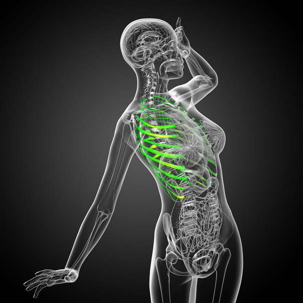 Illustration médicale en 3D de la cage thoracique
  - Photo, image