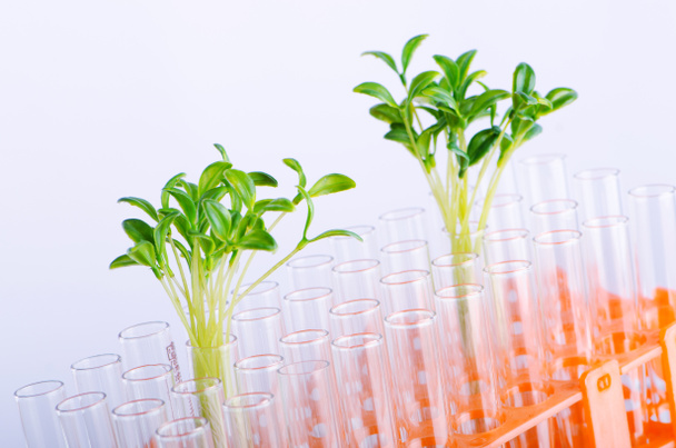 緑の苗を実験ラボ - 写真・画像