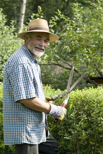 Senior clipping a hedge - 写真・画像