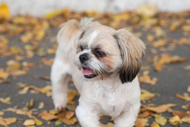 Shih tzu dog walk in fall park with autumn leaves - Photo, Image