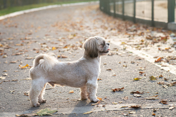 Shih tzu dog walk nel parco autunnale con foglie autunnali - Foto, immagini