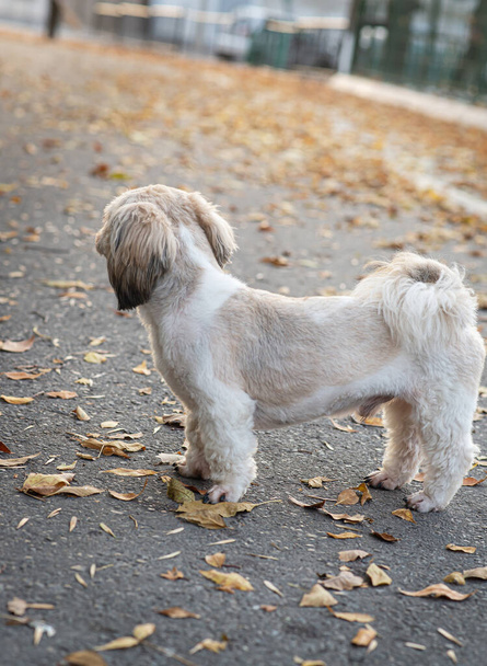 Shih tzu dog walk nel parco autunnale con foglie autunnali - Foto, immagini