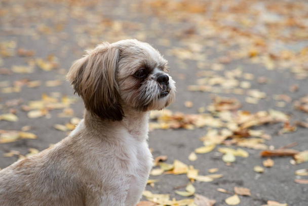 Shih tzu passeio de cão no parque de outono com folhas de outono - Foto, Imagem