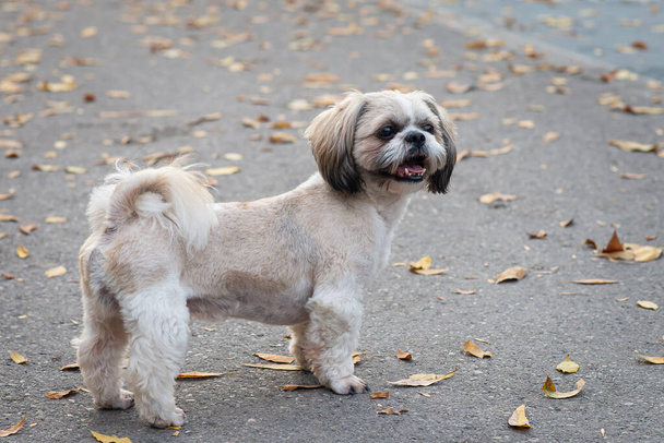 Shih tzu dog walk in fall park with autumn leaves - Photo, Image