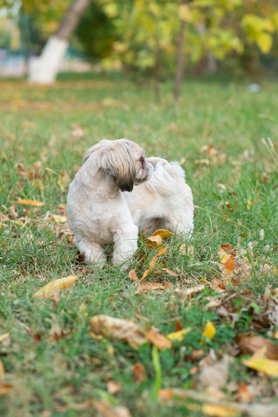 Shih tzu passeio de cão no parque de outono com folhas de outono - Foto, Imagem