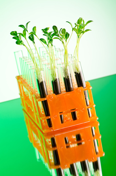 Expérience avec des semis verts en laboratoire
 - Photo, image
