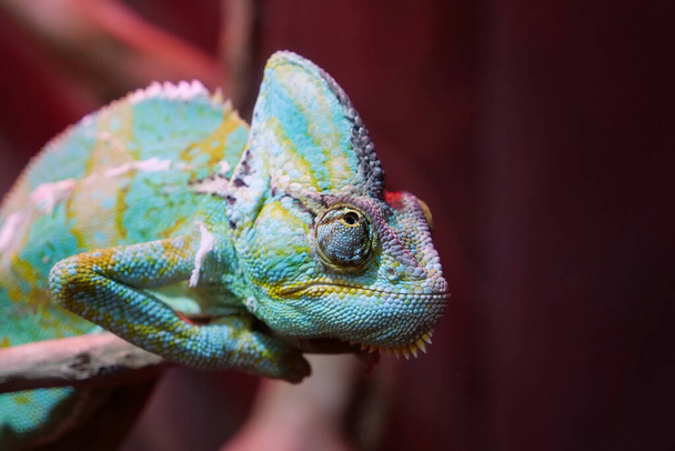 Chameleons or chamaeleons, family Chamaeleonidae, family of lizards adapted to an arboreal lifestyle. Known for their ability to change body color - Photo, Image
