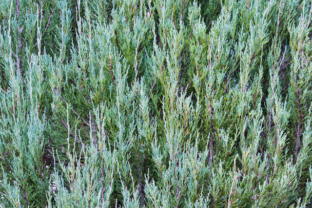 Текстура живоплоту ялівця крупним планом. Синя стрілка Juniperus - Фото, зображення