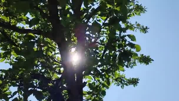 Güneşin ışınları ağaçtaki yaprakları delip geçiyor. Yaz günbatımının tam HD video kaseti. - Video, Çekim