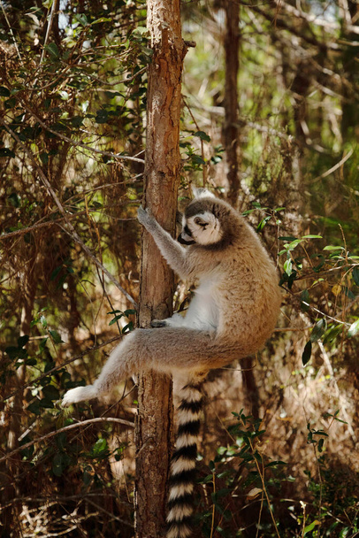 lémurien gris à queue cerclée en milieu naturel dans le parc privé Madagascar. Gros plan mignon primate. drôle mignon smal animal - Photo, image