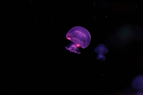 підводна фотографія красивої гармати медузний шлунок-гомілковостопний суглоб крупним планом - Фото, зображення