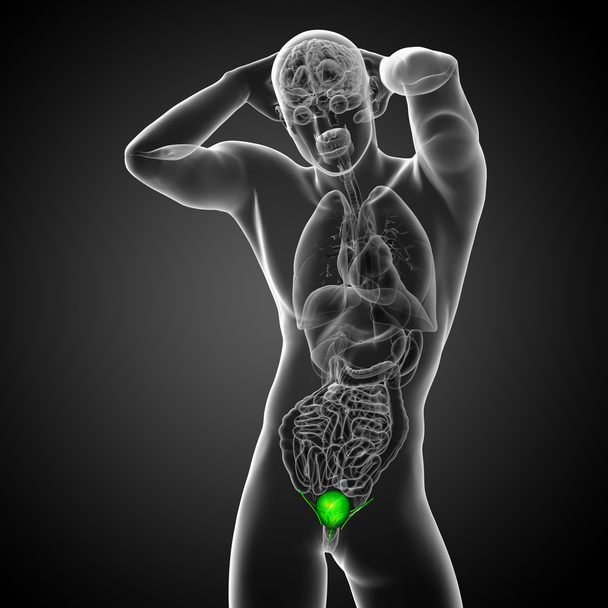 3d render medical illustration of the bladder  - Photo, Image