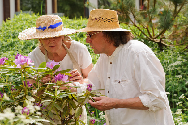 couple aîné examiner fleurs de rhododendron
 - Photo, image