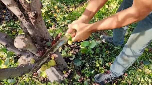 病気や損傷した枝からの果実の木をきれいにする,男はソーを使用して庭の枝の衛生的な調整を行います. - 映像、動画