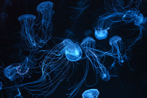 Pokrzywa atlantycka, Chrysaora quinquecirrha, pokrzywa morska East Cost. Grupa fluorescencyjnych meduz pływających w akwarium z niebieskim światłem neonowym. Teologia, różnorodność biologiczna, życie podwodne, organizm wodny - Zdjęcie, obraz