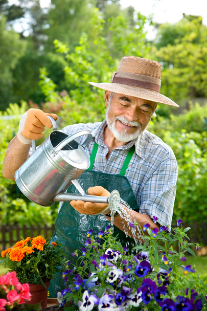 Portrait of senior man watering flowers - 写真・画像