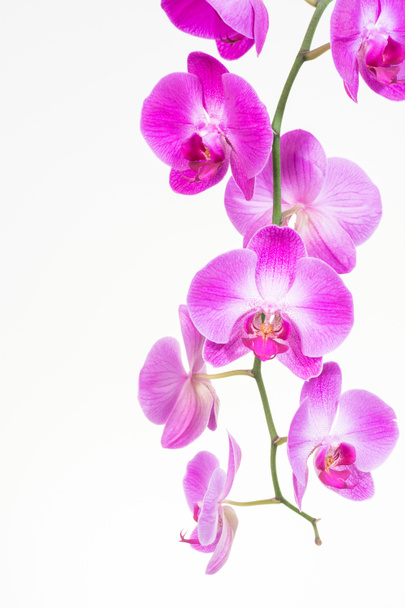 Orquídeas polilla púrpura de cerca
 - Foto, imagen