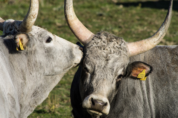 Couple de vache maremmana
 - Photo, image