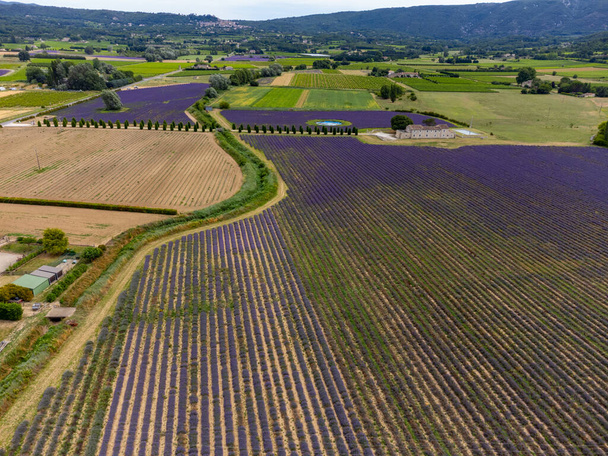 Aerial view on rows of blossoming purple lavender, green fiels and Lacoste village in Luberon, Provence, France in summer - Photo, Image