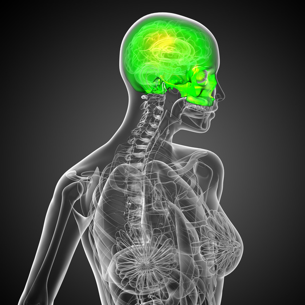 3d hacer ilustración médica de la parte superior del cráneo
  - Foto, Imagen