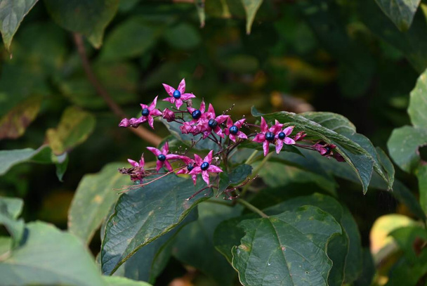 Harlequin glory bower (Clerodendrum trichotomum ) berries. Lamiaceae deciduous shrub. The fruiting period is from October to November, and the blue berries on the red calyx are very beautiful. - Photo, Image