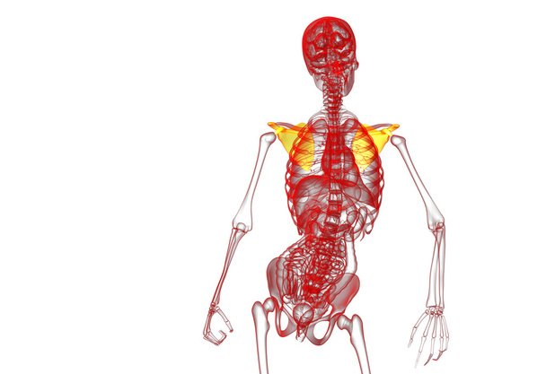 3D render medische illustratie van het schouderblad bot  - Foto, afbeelding