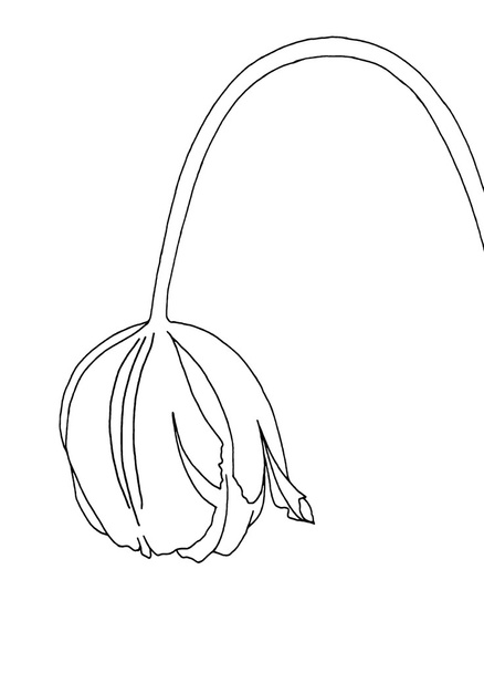 Wilting tulip - hand drawing with smoothed lines - Zdjęcie, obraz