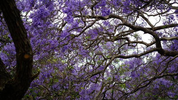Jacaranda flower season blooming  from October to November  in Austalia. - Photo, Image