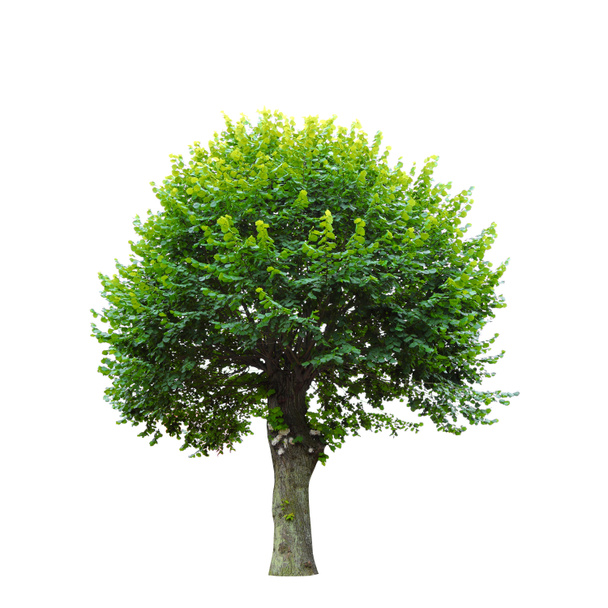 Vihreä puu eristetty valkoinen - Valokuva, kuva