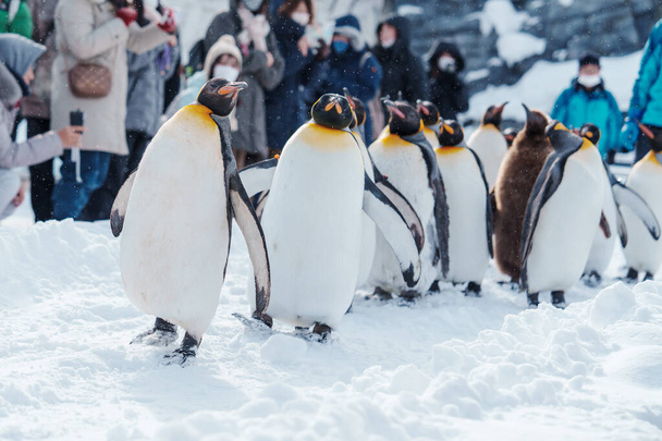 Défilé des manchots royaux marchant sur la neige au zoo d'Asahiyama en hiver. point de repère et populaire pour les attractions touristiques à Asahikawa, Hokkaido, Japon. Voyage et vacances concept - Photo, image