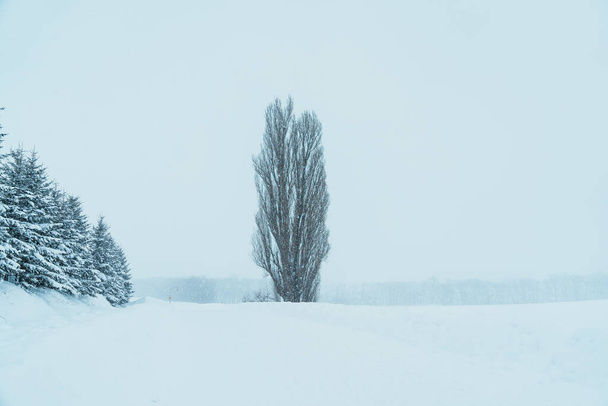 美瑛パッチワークの路で冬の季節に雪とケンとメアリーの木。北海道の観光スポットとして人気のランドマーク。旅行と休暇のコンセプト - 写真・画像