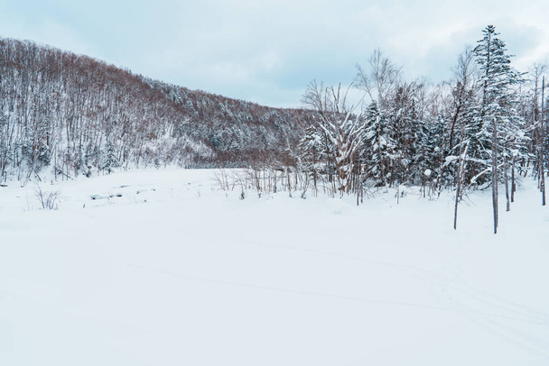 Biei Blue Pond με Χιόνι κατά τη χειμερινή περίοδο. ορόσημο και δημοφιλή για τα αξιοθέατα σε Hokkaido, Ιαπωνία. Ταξιδιωτική έννοια και διακοπές - Φωτογραφία, εικόνα