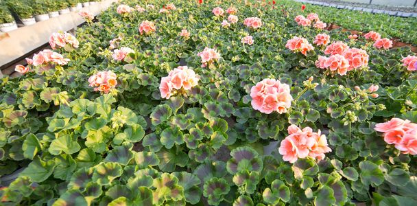 plantes de géranium rose à vendre en serre
 - Photo, image