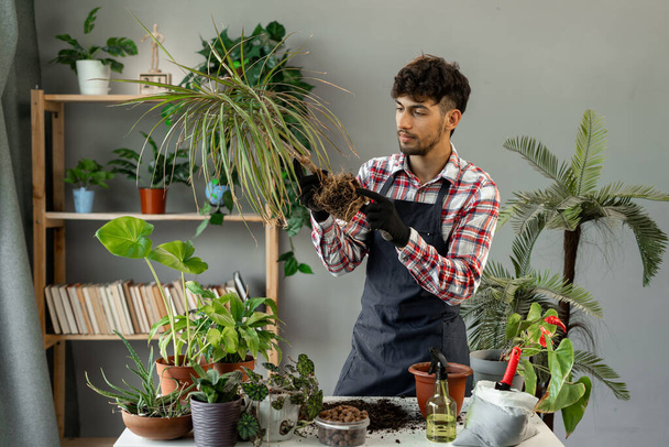Cuidado de primavera para la planta de interior. Hombre árabe joven trasplanta planta planta de interior en una nueva olla en casa. Planta de trasplante de jardinero. Copiar espacio - Foto, imagen