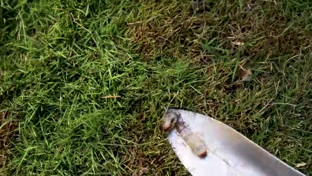 Μεγάλα λευκά σκουλήκια στο έδαφος closeup - Πλάνα, βίντεο