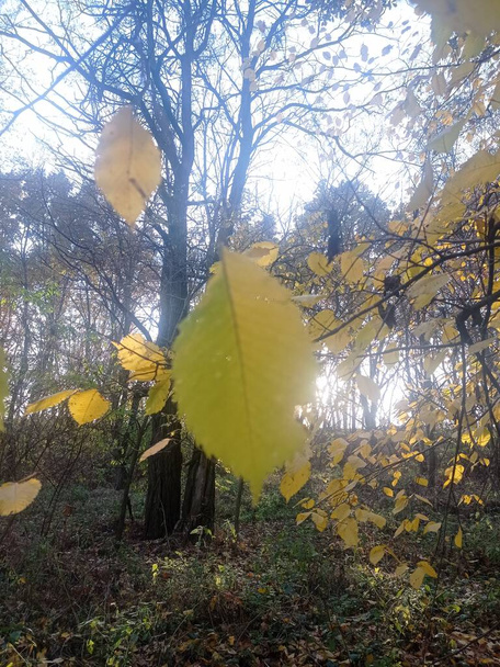 promenade dans la forêt d'automne - Photo, image