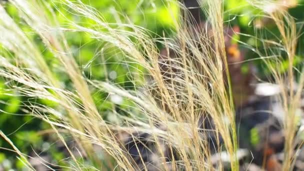乾いたメキシコの羽の草のクローズアップビデオ. 密集した,永遠の草,堅い,糸のような茎. スティッパテウマイポニーテール 長い芝生の柔らかい細かい,毛のような葉と輝く銀色のパニック - 映像、動画