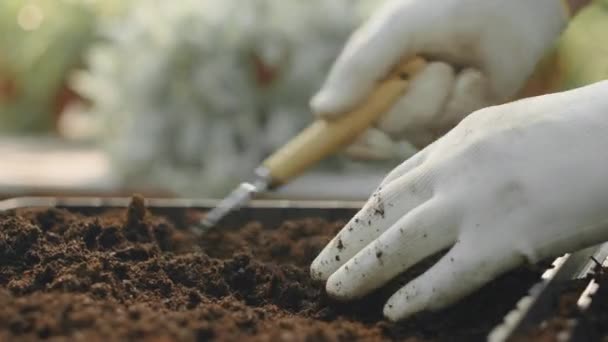 Zbliżenie nierozpoznawalnych rękawic męskiego ogrodnika przy użyciu zgrabiarki ręcznej podczas rozluźniania gleby do sadzenia - Materiał filmowy, wideo