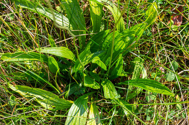 Ribwort plantain Plantago lanceolata. Plantes médicinales dans le jardin. - Photo, image