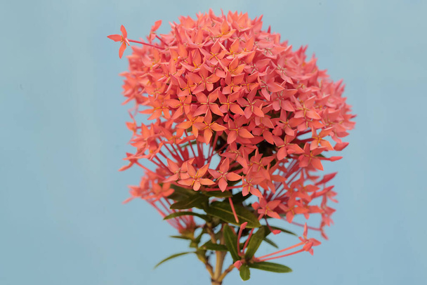 Η ομορφιά του κινεζικού λουλουδιού ixora σε πλήρη άνθιση. Αυτό το φυτό έχει την επιστημονική ονομασία Ixora chinensis.  - Φωτογραφία, εικόνα