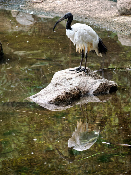 African sacred ibis (Threskiornis aethiopicus), view from profile, standing on rock in water with a big reflection - Photo, Image