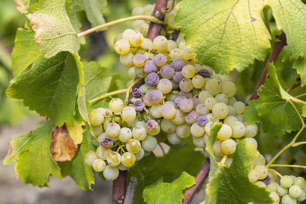 Uvas típicas con botrytis cinerea para vinos dulces, Sauternes, Burdeos, Aquitania, Francia - Foto, Imagen