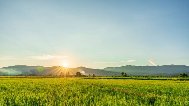 Green rice field with sunset sky background. Countryside landscape. - Photo, Image
