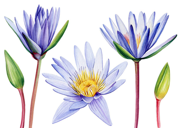 conjunto flor de loto violeta sobre fondo blanco aislado, ilustración acuarela, dibujo de la mano flora, flores de otoño. Foto de alta calidad - Foto, imagen