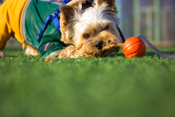 Funny cute Yorkshire Terrier domestic dog in stylish warm clothes outfit is playing outdoors with a red ball on soccer field. Adorable cute puppy, doggy chewing a stick, playing on a green lawn.  - Photo, Image