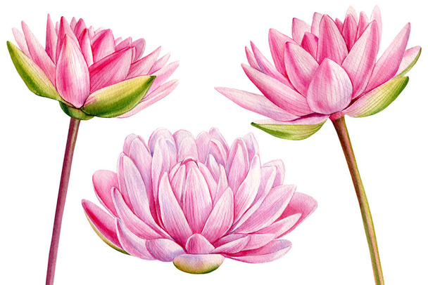 Розовые цветы лотоса на изолированном белом фоне, цветок водяной лилии, иллюстрация акварельной флоры, ботаническая живопись. Высокое качество иллюстрации - Фото, изображение